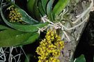 Oncidium nanum